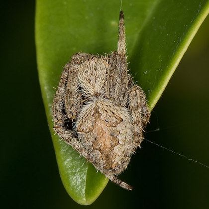 Garden Orb-Weaver (Eriophora transmarina) (Eriophora transmarina)